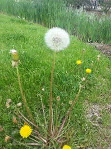 spring
